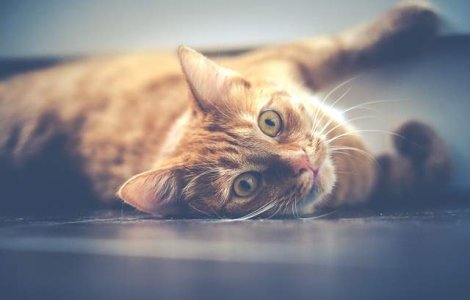  Top  Metode SIGURE: Cum indepartezi parul animalelor din casa