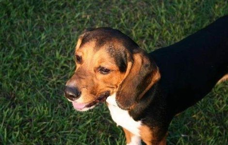  Video  Premiera mondiala: Caini conceputi in eprubeta, adusi pe lume prin fertilizare in vitro