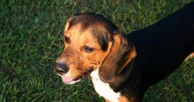  Video  Premiera mondiala: Caini conceputi in eprubeta, adusi pe lume