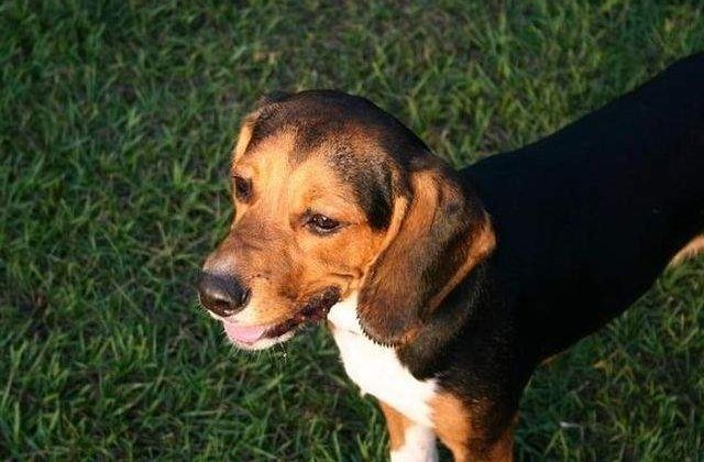 [Video] Premiera mondiala: Caini conceputi in eprubeta, adusi pe lume prin fertilizare in vitro