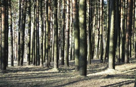 Distrugerea resurselor nationale, amenintare la securitatea nationala