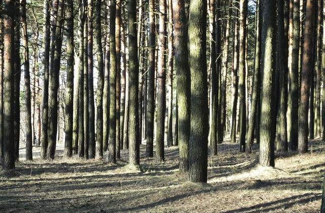 Gestionarea ilegala sau distrugerea resurselor nationale, amenintari la securitatea nationala