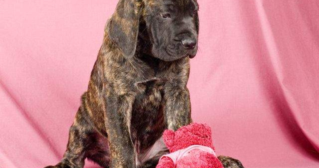  Top  Te cuceresc instant! Cele mai simpatice animale, in imagini duioase