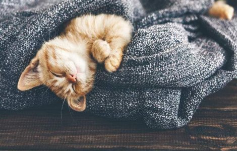  Top  Insomnia micsoreaza creierul! 10 curiozitati FASCINANTE despre somn