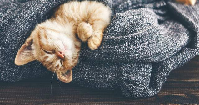  Top  Insomnia micsoreaza creierul! 10 curiozitati FASCINANTE despre somn