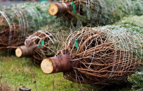  Top  Pregateste-te de Craciun! Cat costa brazii in pietele din Romania