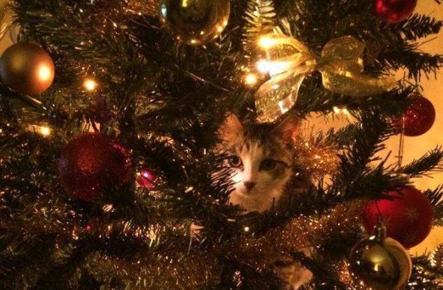 Sunt adorabile! Pisici entuziaste care impodobesc bradul de Craciun
