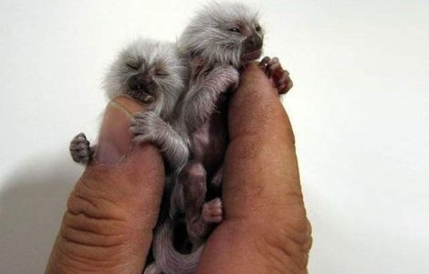  Top  Cele mai mici animale din lume, in poze incredibile