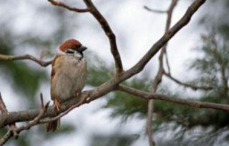 Inceput de an, GEROS: Racire accentuata a vremii, in urmatoarele ore