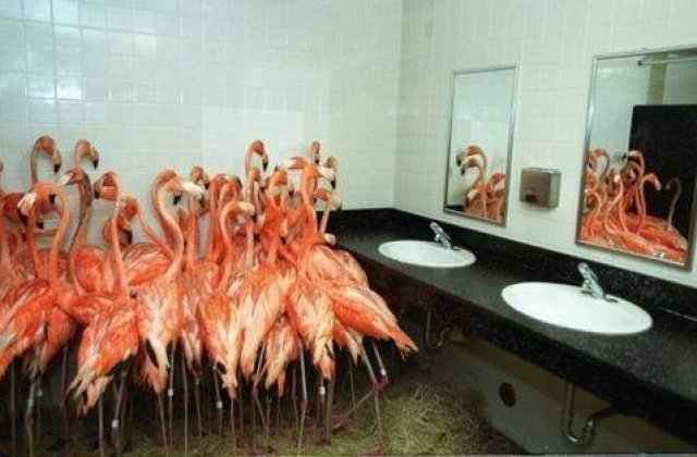 Te fac sa te uiti de doua ori! Cele mai ciudate poze netrucate