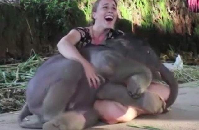 [VIDEO] Cel mai dragut clip! Uite cum se alinta acest pui de elefant