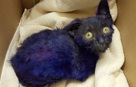  Video  Salvarea emotionanta a unei pisicute. Au gasit-o vopsita cu mov si maltratata