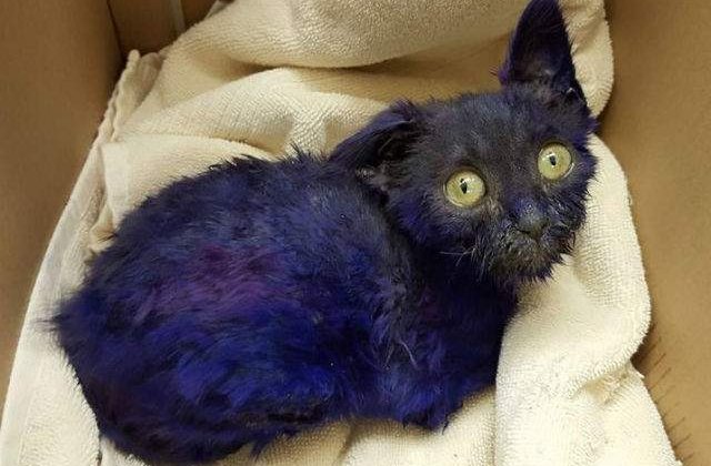 [VIDEO] Salvarea emotionanta a unei pisicute. Au gasit-o vopsita cu mov si maltratata