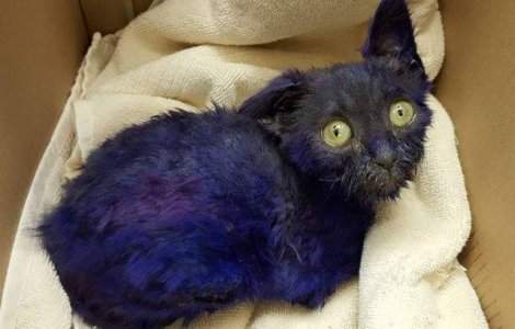 Salvarea emotionanta a unei pisicute. Au gasit-o vopsita cu mov