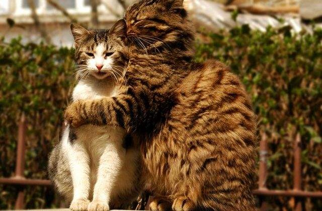 Dragostea parinteasca este universala! 10+ Imagini duioase din lumea animalelor