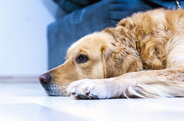 Studiu: Cainii pot simti suferinta stapanilor