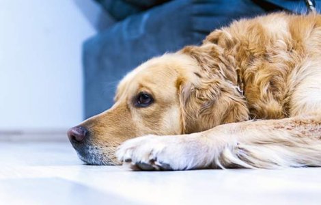 Studiu: Cainii pot simti suferinta stapanilor