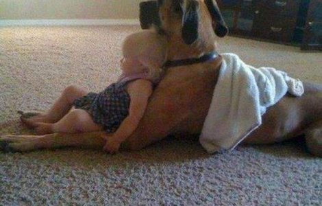  Top  Secretul echilibrului! Legatura dintre caini si copii, in poze induiosatoare