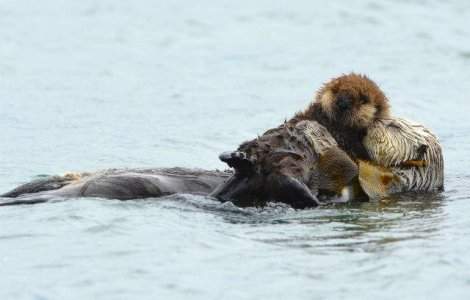 Un fotograf a surprins un pui de vidra dormind in bratele mamei