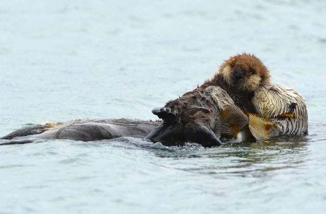 [FOTO] Adorabil! Un fotograf a surprins un pui de vidra dormind in bratele mamei