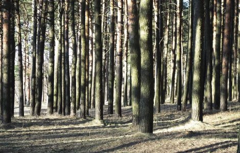 Iasi: Perchezitii la persoane suspectate de delicte silvice