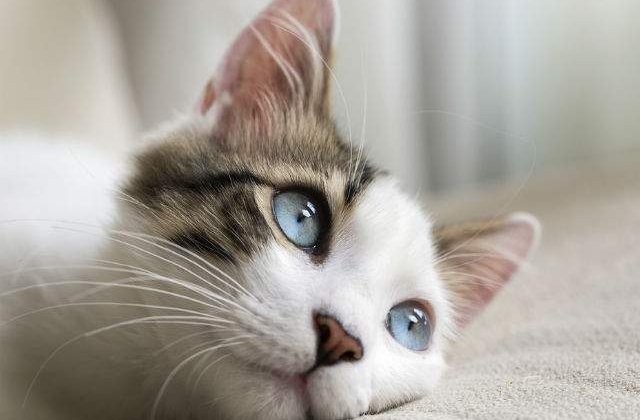 Lunea Albastra: Astazi este cea mai deprimanta zi din an