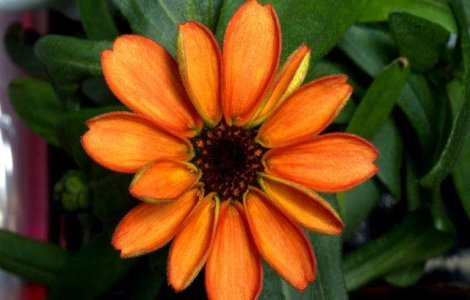 Imaginea zilei: A inflorit prima floare crescuta in spatiu