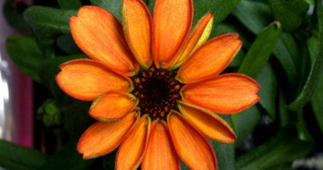 Imaginea zilei: A inflorit prima floare crescuta in spatiu