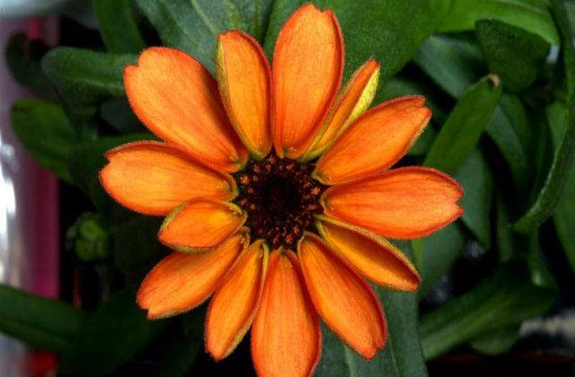 [FOTO] Imaginea zilei: A inflorit prima floare crescuta in spatiu