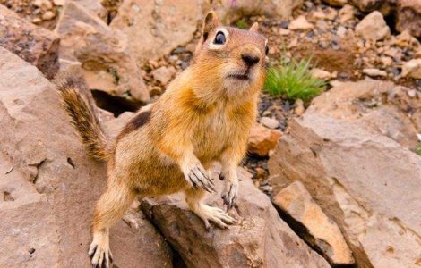  Top  Adorabile! Cele mai nostime animale, in imagini haioase