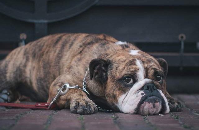 [VIDEO] Vei vrea sa iti imbratisezi cainele dupa ce vei vedea acest clip