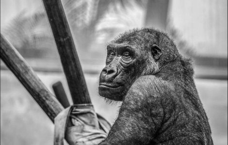  Video  Un transplant cap/corp pe o maimuta, realizat cu succes