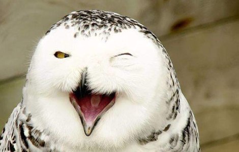  Top  De-a dreptul adorabile! 15 Poze care va vor face ziua mai buna