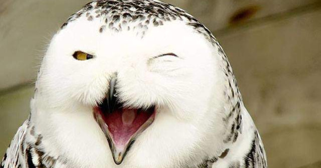  Top  De-a dreptul adorabile! 15 Poze care va vor face ziua mai buna