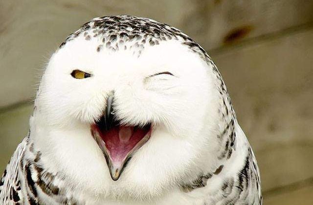 De-a dreptul adorabile! 15 Poze care va vor face ziua mai buna