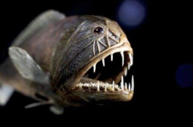 Creaturi marine terifiante, in imagini care iti vor da fiori