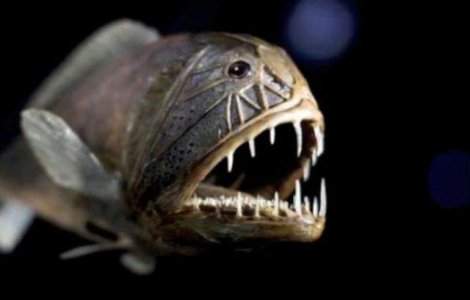  Top  Creaturi marine terifiante, in imagini care iti vor da fiori