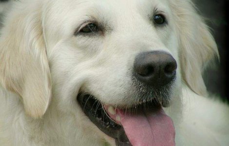  Top  10 motive intemeiate pentru care trebuie sa ai un caine