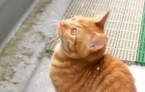  Video  Adorabil! Cum reactioneaza o pisicuta cand vede fulgi de zapada pentru prima data