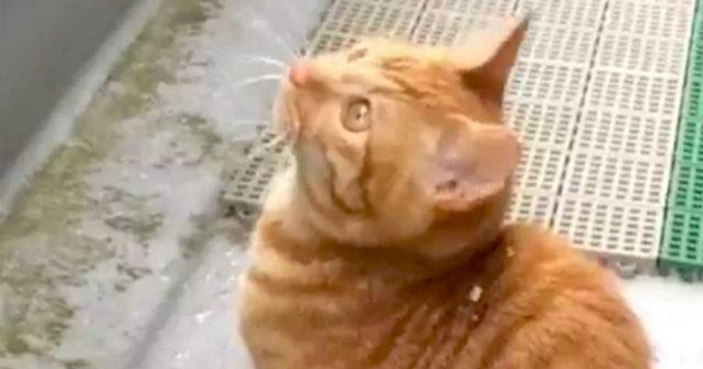 Reactia unei pisici cand vede fulgi de zapada pentru prima data