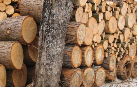 Guvern: Mecanismul de stabilire a pretului de pornire la licitatii pentru masa lemnoasa, revizuit