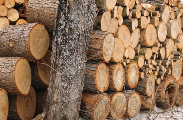 Guvern: Mecanismul de stabilire a pretului de pornire la licitatii pentru masa lemnoasa, revizuit