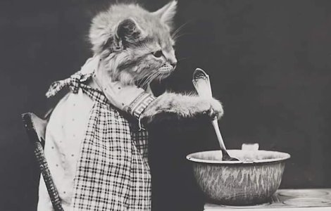  Top  Cele mai simpatice pisici, in ipostaze de necrezut