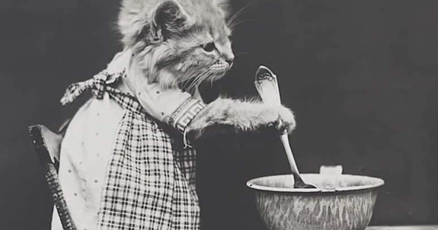  Top  Te cuceresc pe loc! Cele mai simpatice pisici, in ipostaze de necrezut