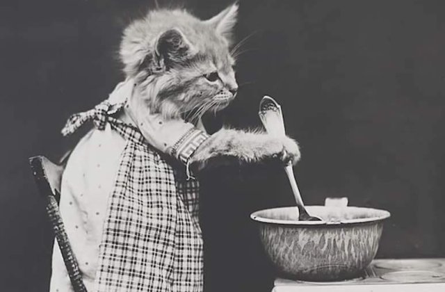 Te cuceresc pe loc! Cele mai simpatice pisici, in ipostaze de necrezut