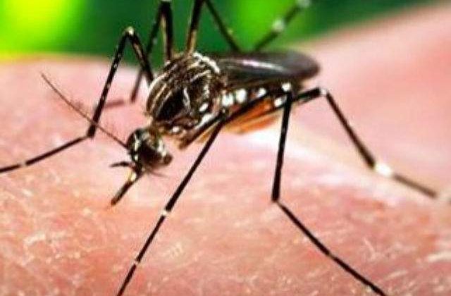 Reuniune de urgenta a OMS in cazul virusului Zika