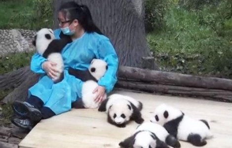 Cel mai tare job: este platita pentru a se juca cu puii de urs Panda