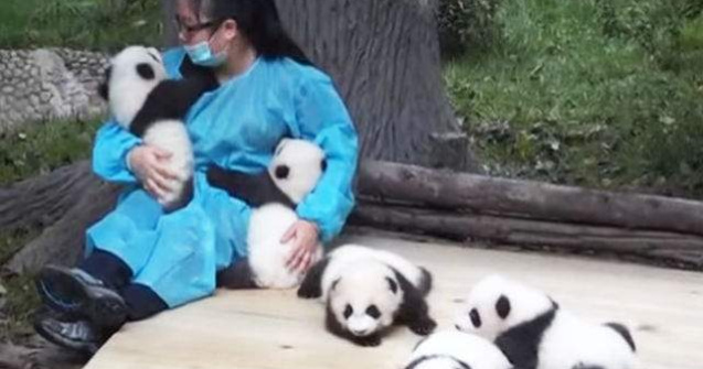 Cel mai tare job: este platita pentru a se juca cu puii de urs Panda