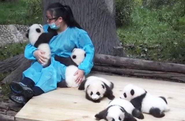 [VIDEO] Cel mai tare job: este platita pentru a se juca cu puii de urs Panda