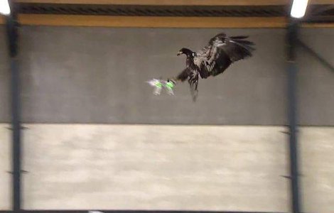 Politia olandeza va folosi vulturi dresati